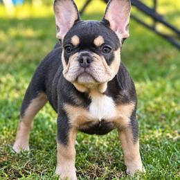 Mystique - Blue female French Bulldog puppy in Indianapolis, Indiana from McDaniel Farm and Fowl