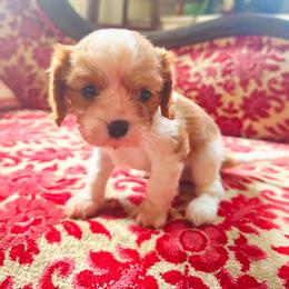 Watkins - Blenheim male Cavalier King Charles Spaniel puppy in Watsontown, Pennsylvania from Huntsman Cavaliers