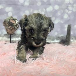 Flora - Liver female Miniature Schnauzer puppy in Neosho, Missouri from Star Light Pups
