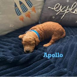 Apollo - Apricot male Goldendoodle puppy in Noblesville, Indiana from R and H Doodles