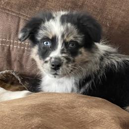 Dreamer - Australian Shepherd puppy from Wagon Wheel Aussies and Corgi’s