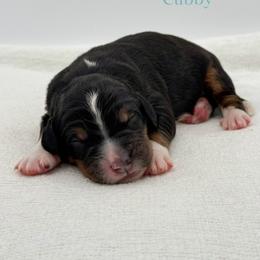 Cubby - Tri-color male Bernedoodle puppy in Bellville, Ohio from Bernedoodle Buddies