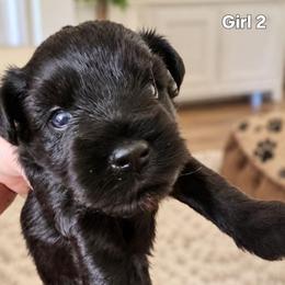 Sweet Pup's Fudgsicle - Black female Miniature Schnauzer puppy in North Zulch, Texas from Sweet Pup Schnauzers