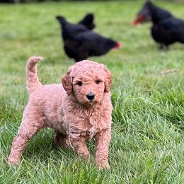 Poodles from Jon