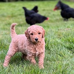 Poodles from Jon