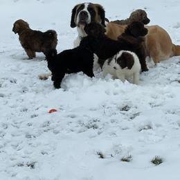 Saint Berdoodle Puppies from My Darling Doodles/St. Berdoodles of WNY