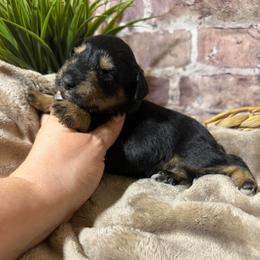 Creed - Black and silver male Miniature Schnauzer puppy in Lufkin, Texas from C&K’s Schnauzer House