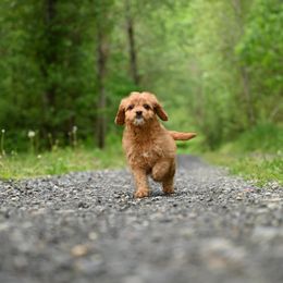 Cavapoo, Cockapoo, and Poodle Puppies from Heavenly Puppies to Love
