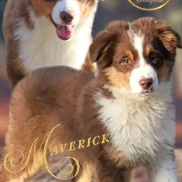 Maverick - Miniature Australian Shepherd