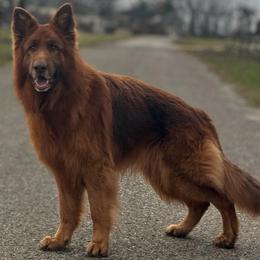 Phantom - German Shepherd