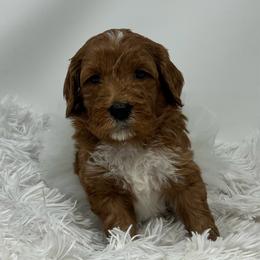 Aspen's White Female - Apricot female Goldendoodle puppy in Great Falls, Montana from Montana Goldendoodles