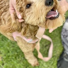 Olive - Goldendoodle