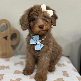 Sienna-Brown Collar - Chocolate merle female Bernedoodle puppy in Oak Hills, California from High Desert Doodles