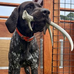 Shadow - German Shorthaired Pointer