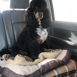 Colt - Poodle