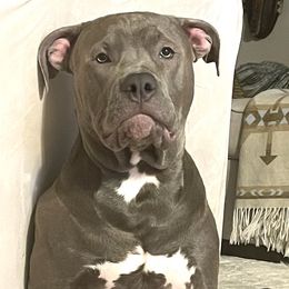 Boy-Light Blue - Blue American Bully puppy in Conroe, Texas from Titanium Kilo Kennels