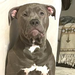 Boy-Light Blue - Blue American Bully puppy in Conroe, Texas from Titanium Kilo Kennels