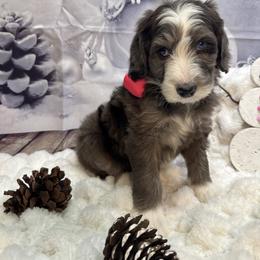 Bernedoodle, Poodle, and Sheepadoodle Puppies from TLC by the Lake Standard Poodle and Doodles