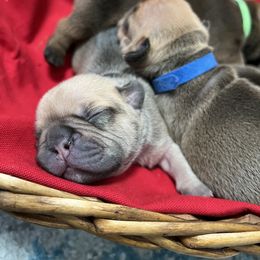 French Bulldog Puppies from Silver Maple Frenchies