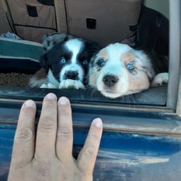 Australian Shepherd Puppies from Gardner Canyon Kennels