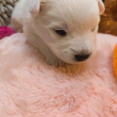 Boy 3 (2nd largest) - White male Japanese Spitz puppy in Littleton, Colorado from Japanese Spitz