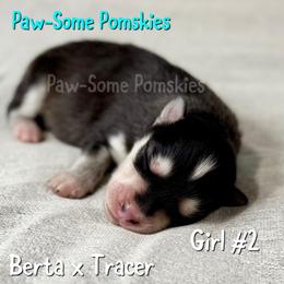 Girl 2 - Black and white female Pomsky puppy in Krum, Texas from Paw-Some Pomskies