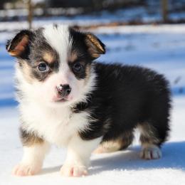 Bagheera - 1500 - male Pembroke Welsh Corgi puppy in Star City, Arkansas from T4 Farms