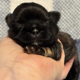 Stanley - Gold male Shih Tzu puppy in Sharon, Pennsylvania from Keystone Danes and Shih tzus
