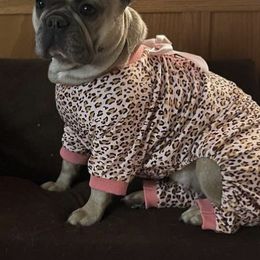 French Bulldogs from GS Frenchies