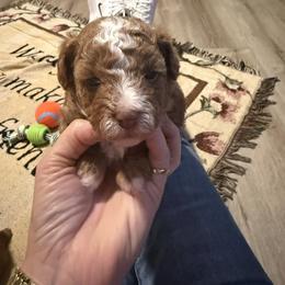 Boy 1 - Red male Cavapoo puppy in Cottondale, Florida from Pat’s precious puppies