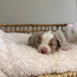 Red Merle Female 2 - Red merle female Miniature Australian Shepherd puppy in Stuart, Virginia from Apple Tree Mini Aussies