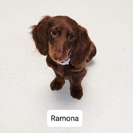 Dachshund Puppies from Windy Ridge Miniatures