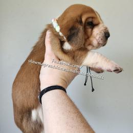 Grey Collar - Mahogany and white female Basset Hound puppy in Alton, Illinois from Show Me Great Danes and Basset Hounds