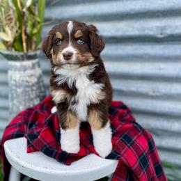 Cruella - female Australian Mountain Doodle puppy in Randolph, Utah from Dry Canyon Pups