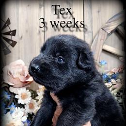 Tex - Black male German Shepherd puppy in Sequim, Washington from German Shepherd Haus