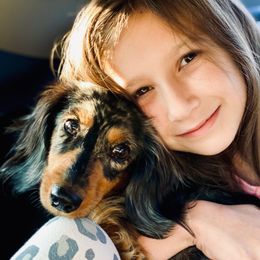 Dachshunds from Firelight Mini Dachshund