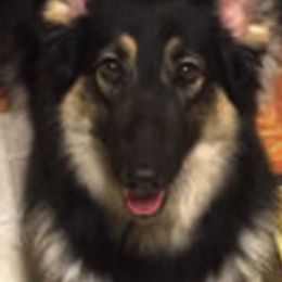 Shiloh Shepherds from Silvermoon Kennels