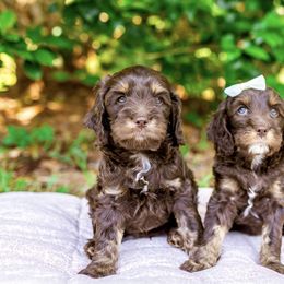 Cockapoo Puppies from Magnolia Hill Doodles