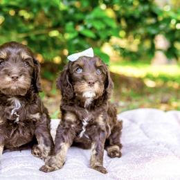 Cockapoo Puppies from Magnolia Hill Doodles