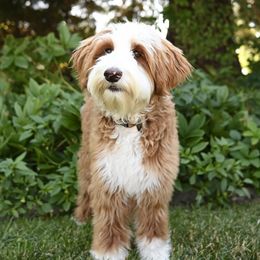 Brooks - Bernedoodle