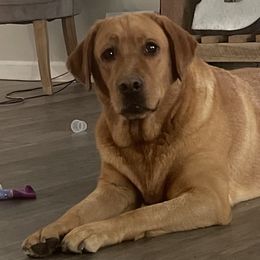 Labrador Retrievers from Big League Labradors