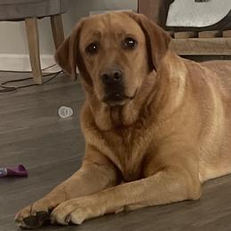 Labrador Retrievers from Big League Labradors