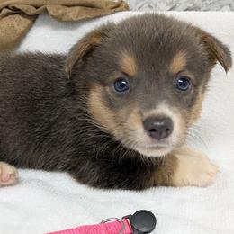 Girl 3 - Blue female Pembroke Welsh Corgi puppy in Lufkin, Texas from Wartooth Cowdogs