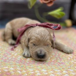 Amaryllis - Cream female Goldendoodle puppy in Lisbon, Ohio from Willow Lane Doodles