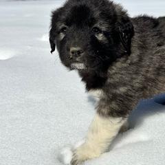 Dark Green - Black male Anatolian Pyrenees puppy in Pleasant View, Colorado from Pails & Provisions Farm