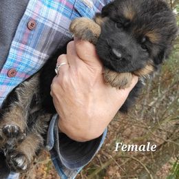 Berger Blanc Suisse and German Shepherd Puppies from Vom Hundhaus Shepherds