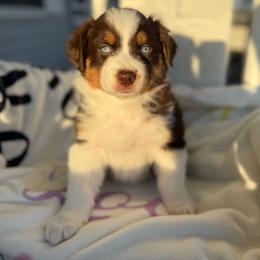 Girl 2 - Red tri-color female Australian Shepherd puppy in Casco, Michigan from Colorful Dreamers Australian Shepherds