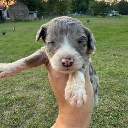 Texas - Blue merle male Aussiedoodle puppy in Four Oaks, North Carolina from RoseWest Farms