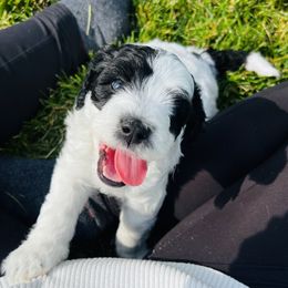 Sheepadoodle Puppies from Downriver Doodles