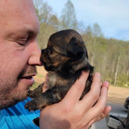 Great Dane and Yorkshire Terrier Puppies from Chuck City Danes